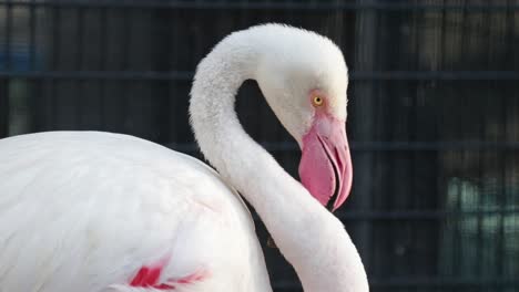 greater flamingo in its beauty standing in the sun