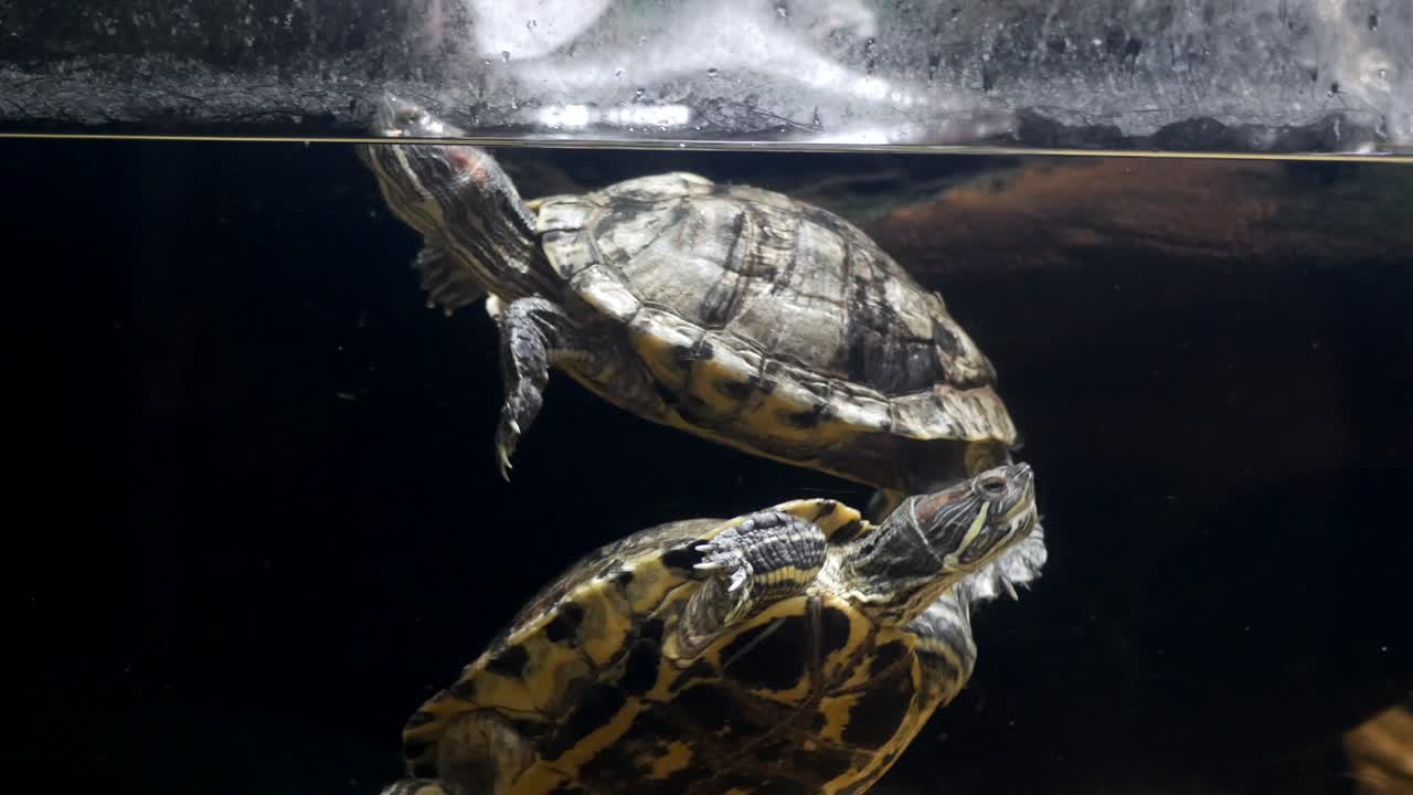 близкий взгляд на черепах, плавающих в аквариуме