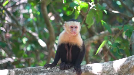 capuchin monkey sits down on branch in jungle and scratches before laying down