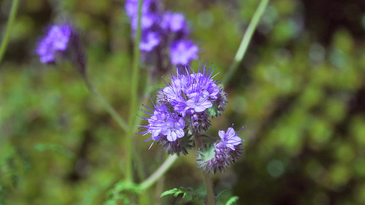 una flor silvestre púrpura phacelia tanacetifolia, soplando en el viento