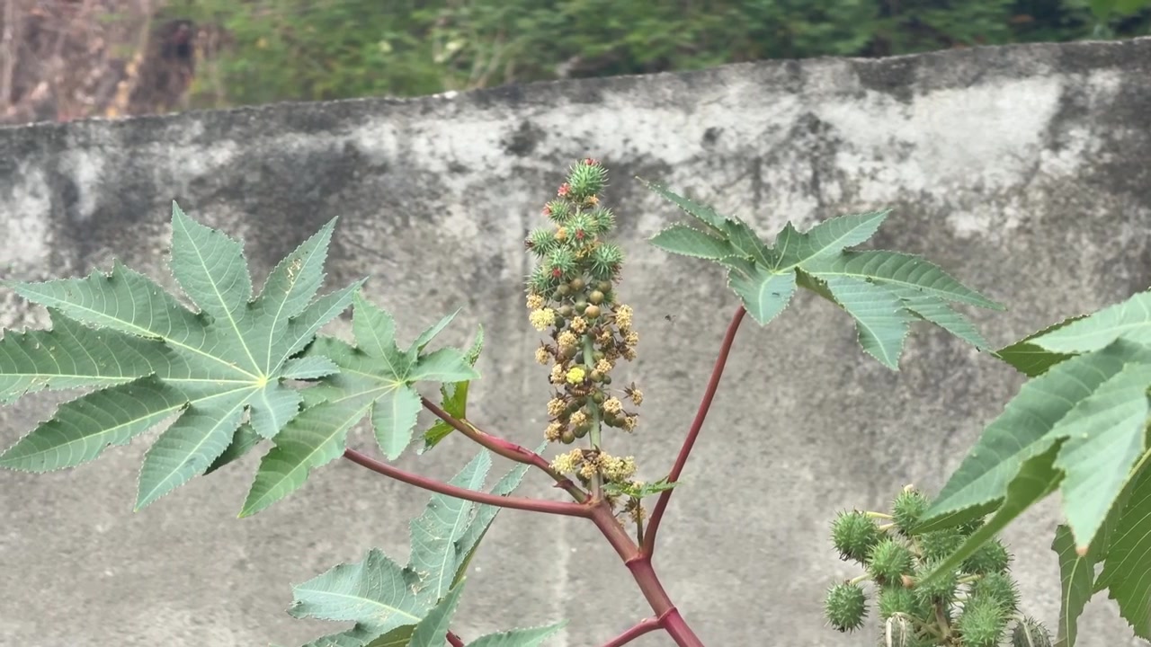 Pianta di ricino con fiori e baccelli di semi