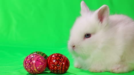white rabbit and soccer ball on green background. football game. hobbies for children. sports development. place for text. football goal. funny animal hare. high quality 4k footage
