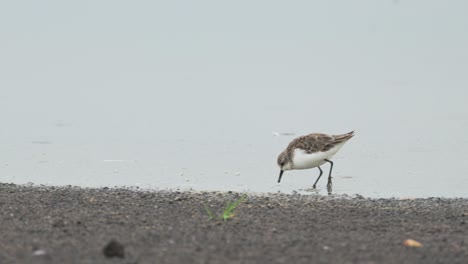 pájaro de vadeo africano en el agua del lago en tanzania en áfrica, parque nacional del serengeti dunlin en los humedales, aves alimentándose y caminando con reflejos reflejados en el agua tranquila en safari de naturaleza de vida silvestre
