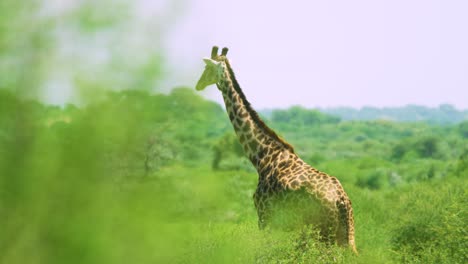 Jirafa-En-Peligro-De-Extinción-Camina-Detrás-De-Un-Arbusto-Verde-Para-Cubrirse-En-Las-Llanuras-Africanas-Salvajes