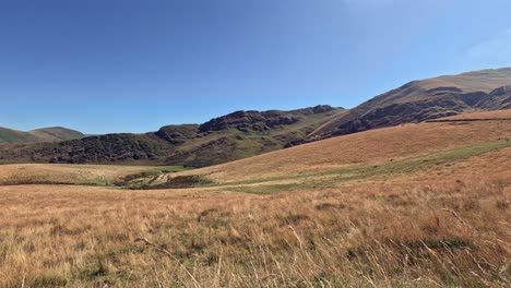 golden mountain meadow grass blows in breeze on sunny pyrenees day