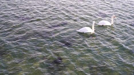 Un-Par-De-Cisnes-Mudos-Sumergen-La-Cabeza-En-El-Agua-Para-Alimentarse.