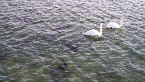 un par de cisnes mudos sumergen su cabeza en el agua para alimentarse