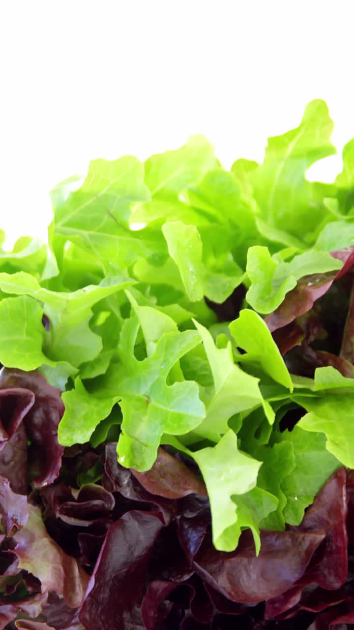 primer plano de la lechuga