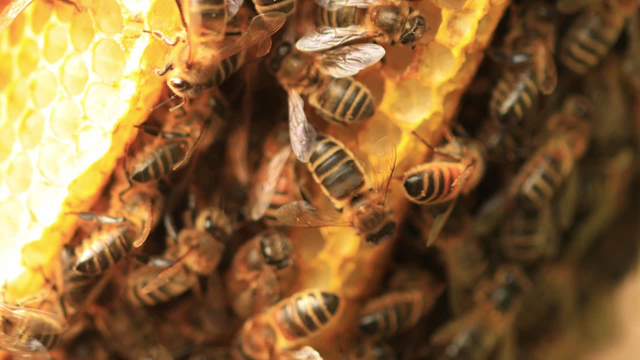 Busy multitude of a hive on a honeycomb making out a colony of wild Apis Mellifera Carnica or European Honey Bees with specimen coming and going