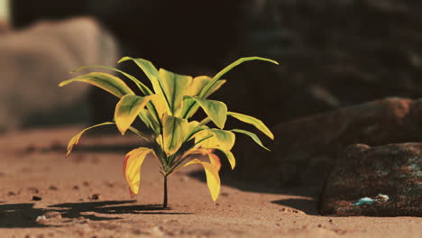 planta verde en la playa de arena