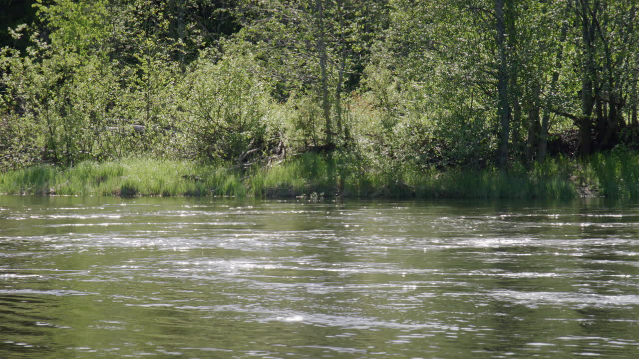 Calm riverbank surrounded by dense green trees with rippling water reflecting sunlight on a bright summer day in the wilderness.