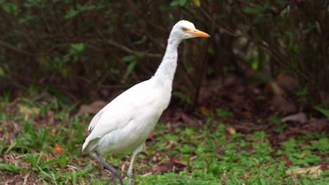 Wild-great-egret,-ardea-alba-walking-on-the-forest-ground,-foraging-for-insects,-stalking-its-prey-at-the-park,-slow-motion-close-up-shot