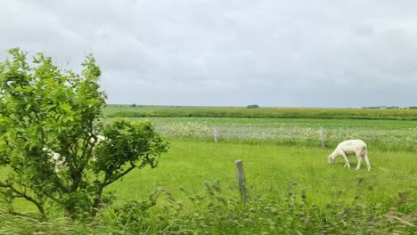 view from the side window of a moving car of green fields and meadows in the dyke country of the north sea.