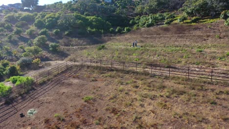 Antena-Como-Un-Hombre-Y-Una-Mujer-Caminan-Junto-Con-Sus-Perros-A-Través-De-Una-Pequeña-Granja-Orgánica-Local-O-Rancho-En-Santa-Bárbara,-California-1