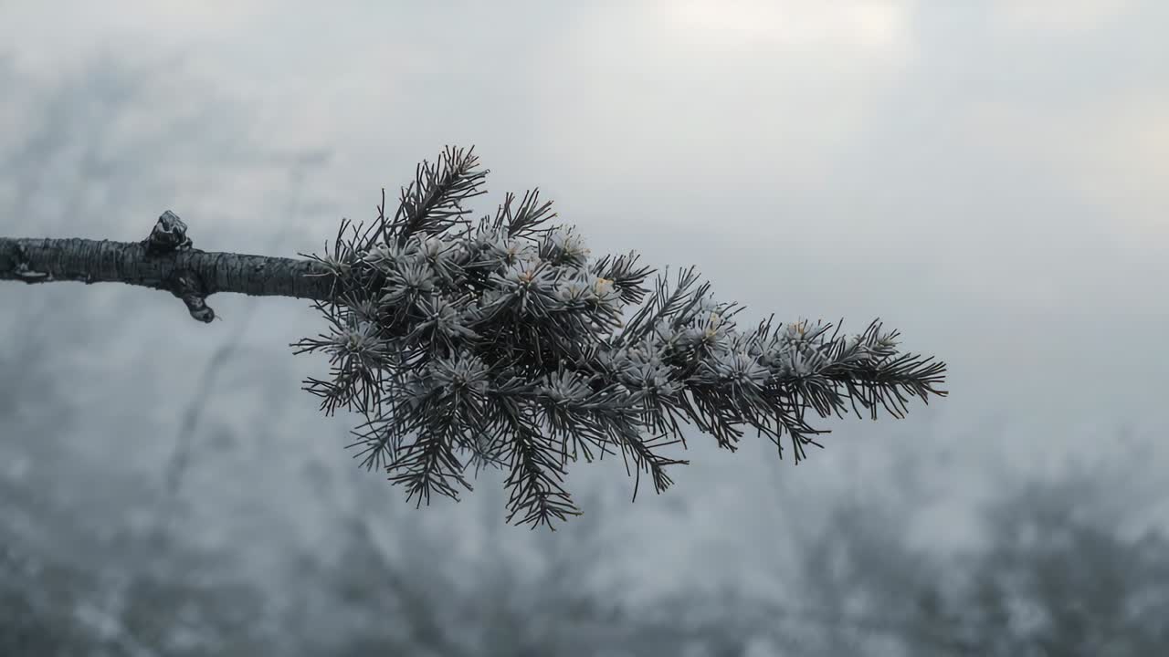 Swaying frosted conifer branch revealing frost on needles at woodland edge, camera refocusing
