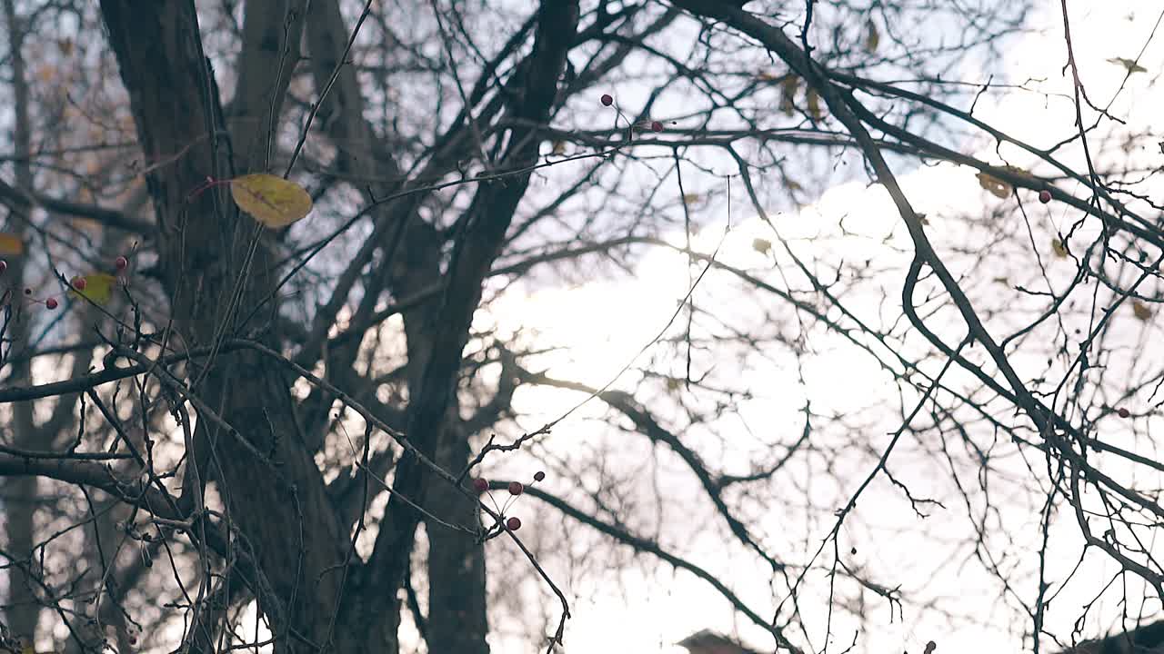 벌거벗은 나무 가지가 푸른 하늘에 대항하여 바람에 흔들립니다.