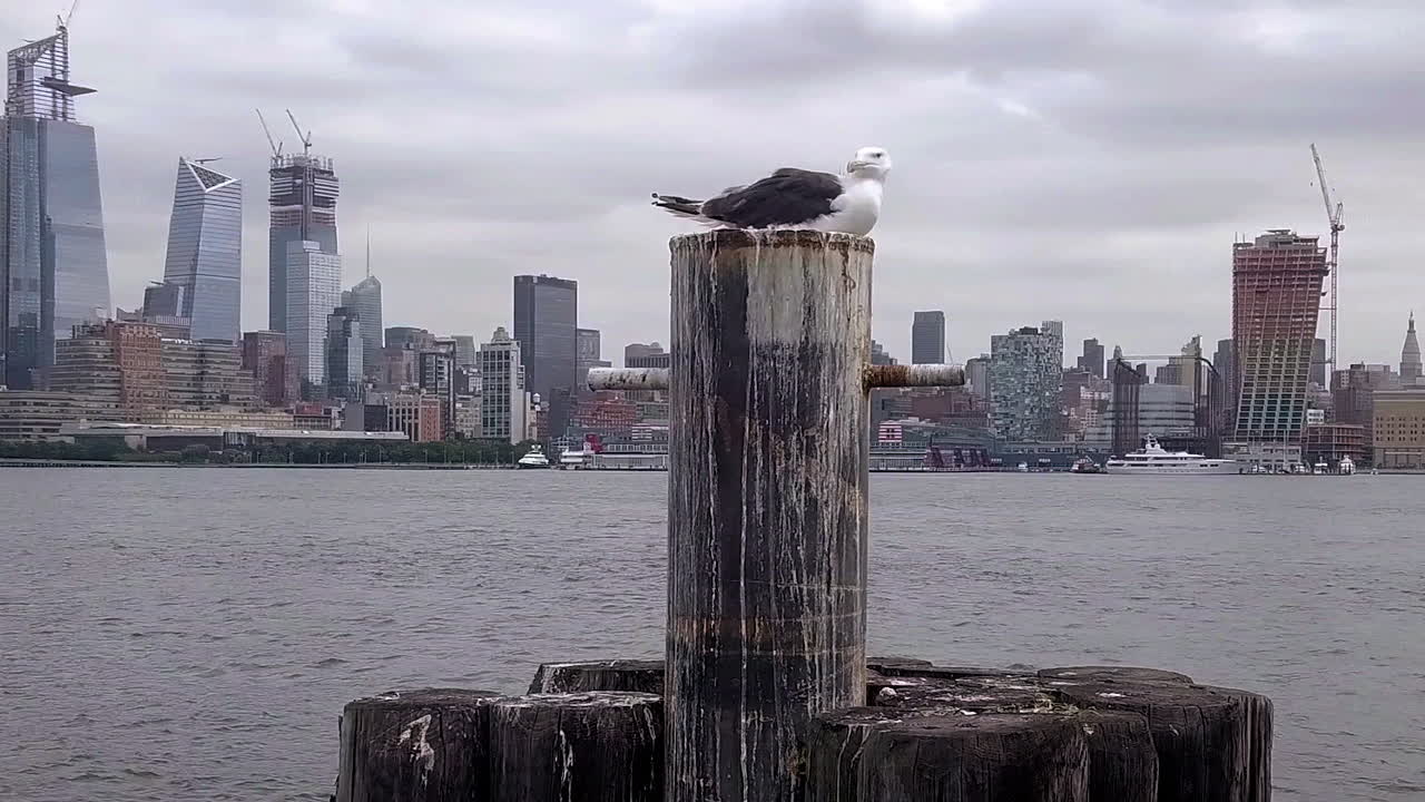 gaviota con horizonte de nueva york en segundo plano.