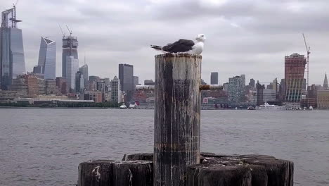 seagull with nyc skyline in background