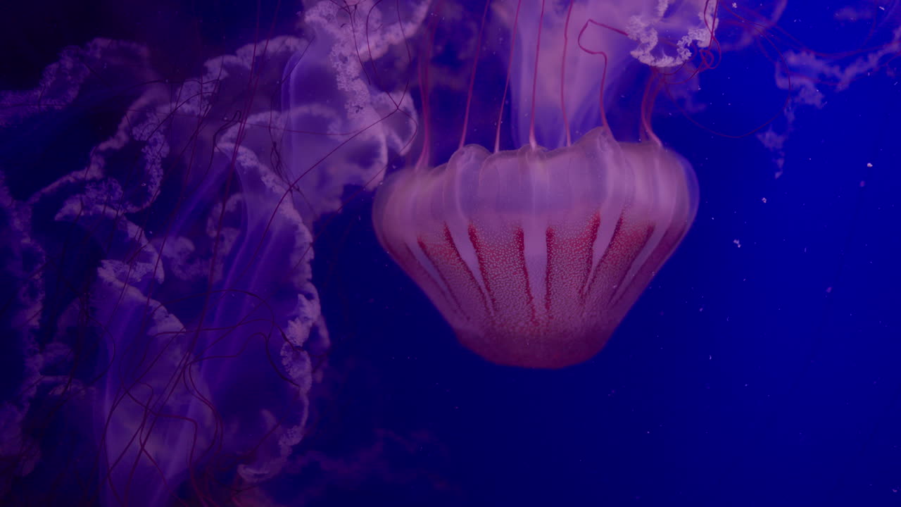 Jellyfish in a deep blue sea