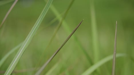 Ein-Mehrjähriges-Gras,-Das-Im-Tropischen-Und-Subtropischen-Asien-Beheimatet-Ist-Und-Auch-In-Mehrere-Länder-Eingeführt-Wurde