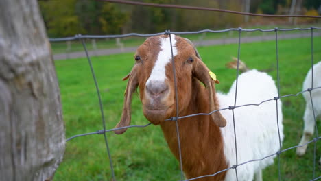 domestic goat with ear tag standing behind fence at rural field