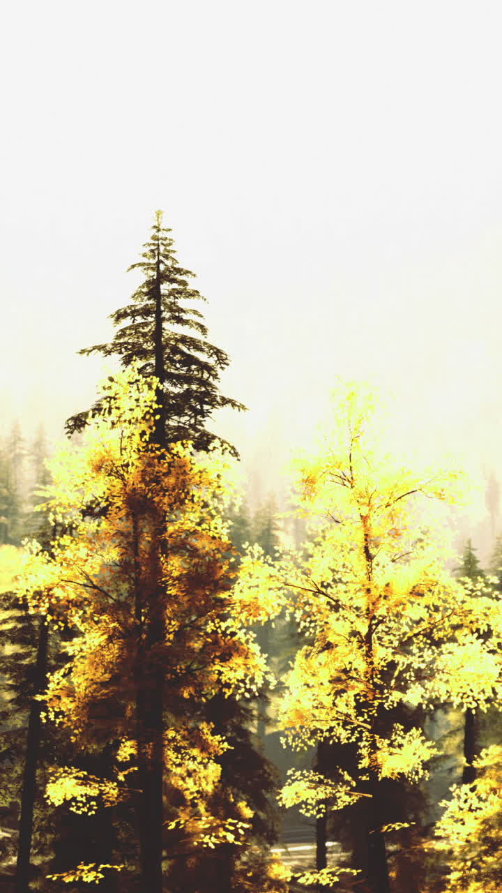 Nature displays vibrant colors during autumn season in a tranquil forest