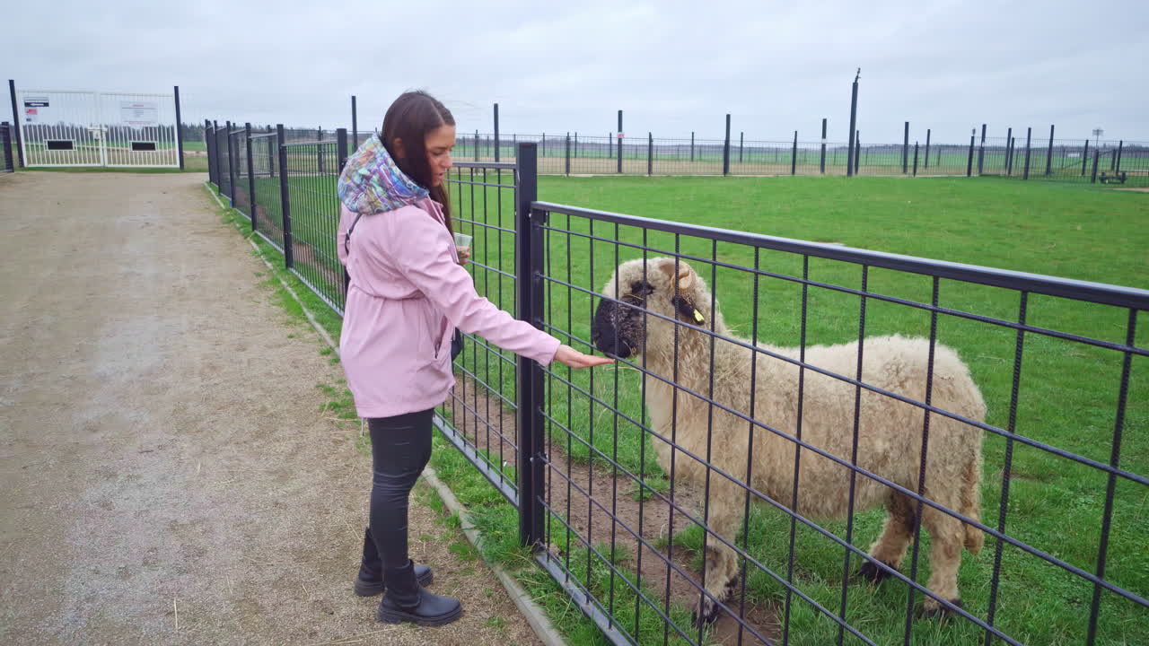 환상적인 농장의 사랑스러운 여인이 음식에 대해 제안하고, 호기심 많은 양은 그것을 시도하기로 결정합니다.