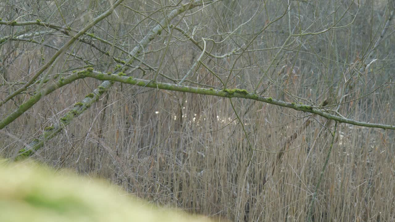 A moss-covered tree branch with a calm nature background during a quiet moment