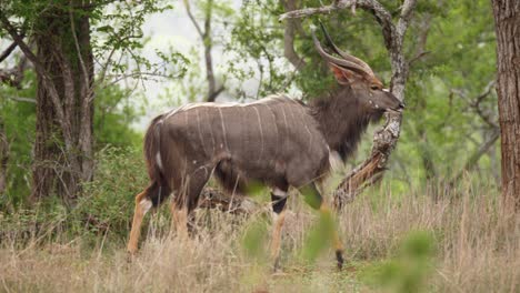 pan: beautiful striped male nyala antelope strut walks in bush grass