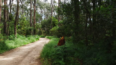 POV-driving-along-forest-road