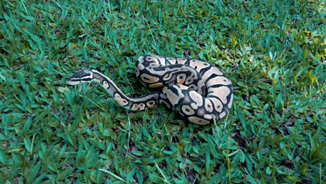 Snake  prepared to attack