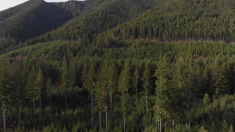 managed forest outside of olympic national forest in washington state