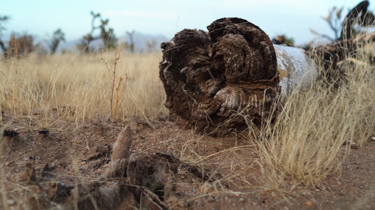 pan a través del tronco de árbol de madera en el suelo de tierra seca caña de hierba desierto seco clima caliente mojave preservar el sur de california américa
