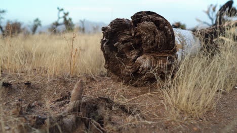 Pan-across-wooden-tree-log-on-dirt-ground-dry-grassy-reeds-desert-dry-hot-climate-Mojave-Preserve-Southern-California-America