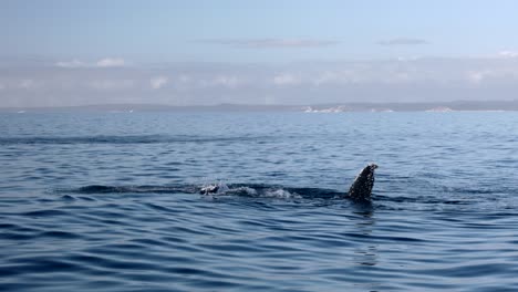 Ballena-Jorobada-Ondeando-Cerca-De-La-Isla-Fraser,-Queensland-Durante-Las-Horas-De-La-Tarde