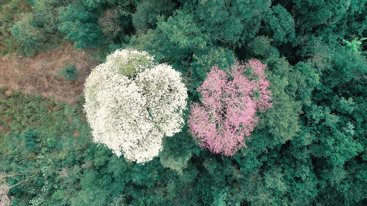 árbol de lapacho blanco junto a un lapacho rosa, revelando el impresionante contraste de colores en este vibrante paisaje argentino