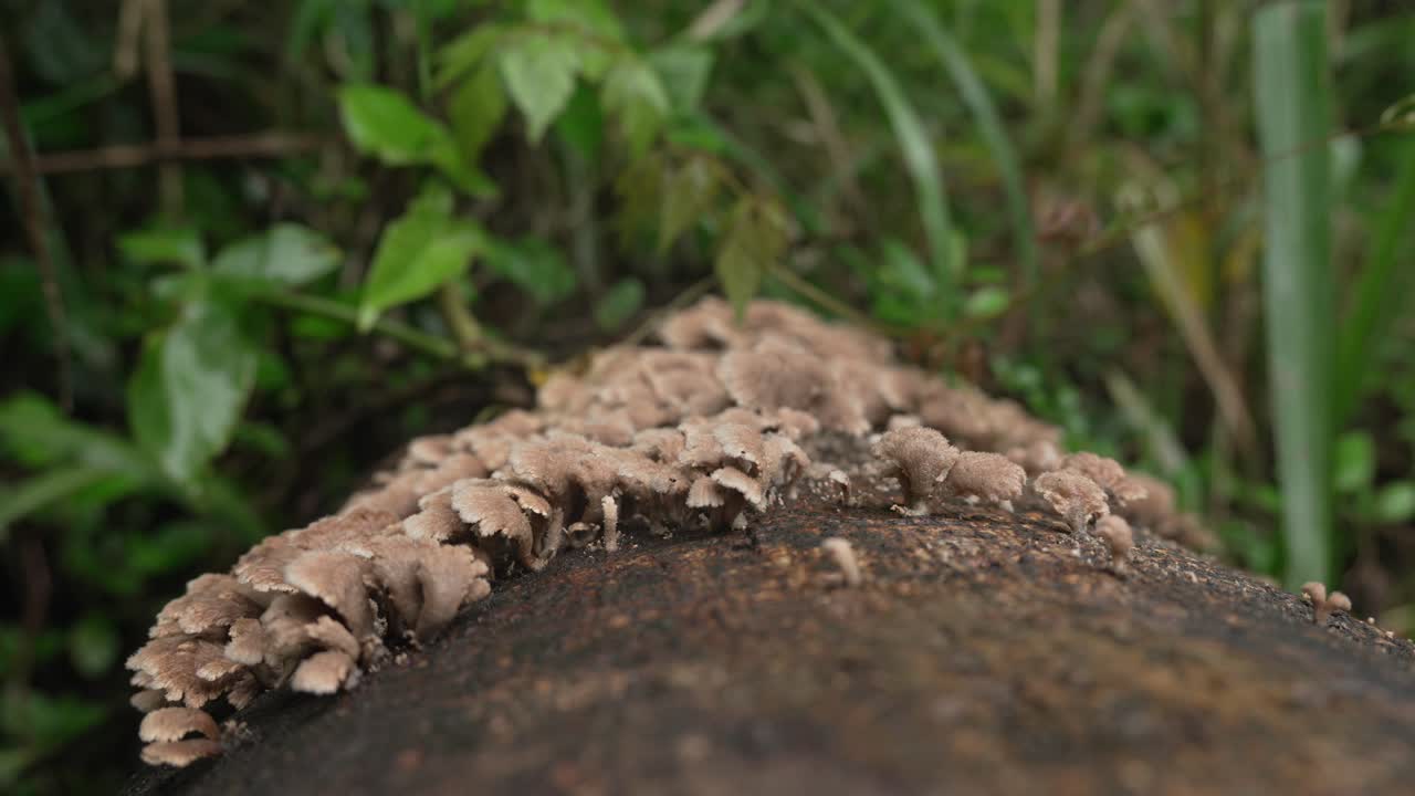 Up close Split gill mushrooms Schizophyllum commune common and widespread fungus on tree trunk