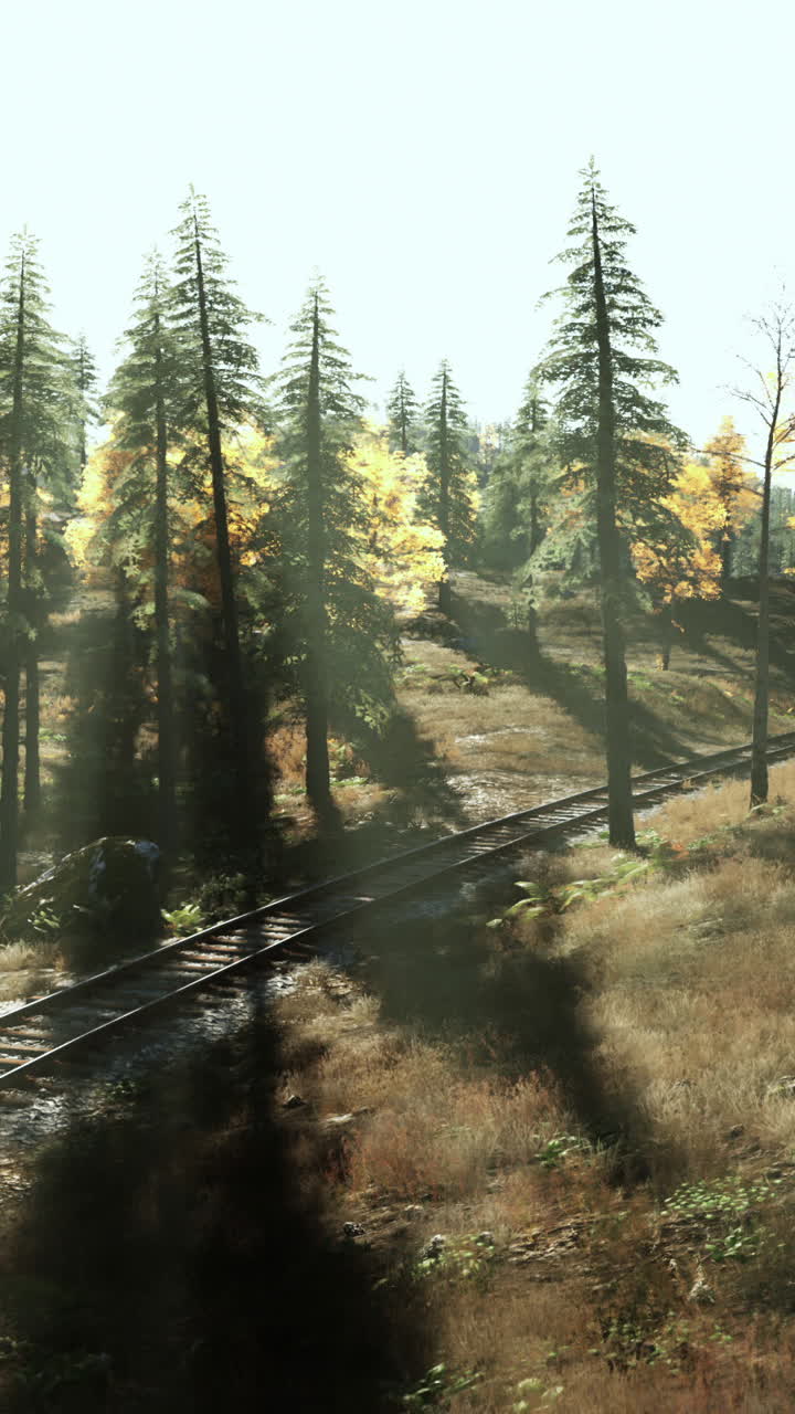 은 날 에 철도 트랙 을 가진 숲