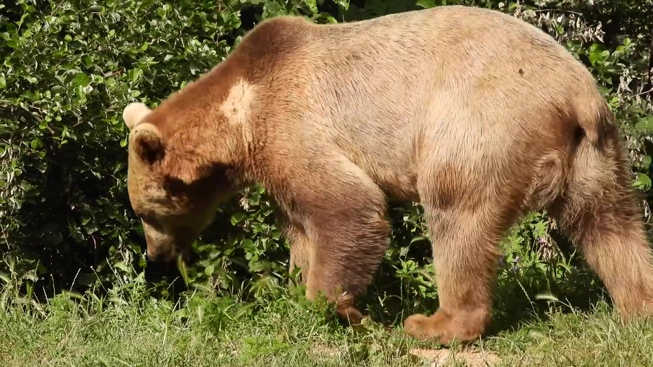 Orso Bruno che Cammina Attraverso la Vegetazione della Foresta Verde
