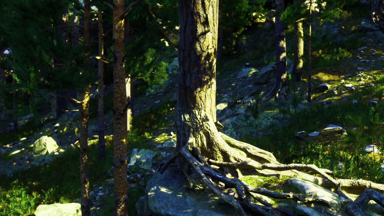 Old tree with exposed roots in a sunlit forest setting during daytime