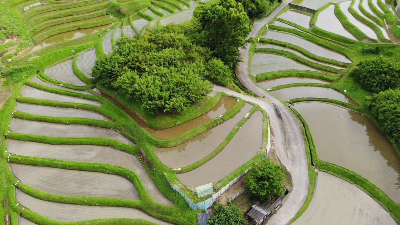 Aerial video, with drone, above terraced ricefields, in Osaka Japan.  Tilt up shot