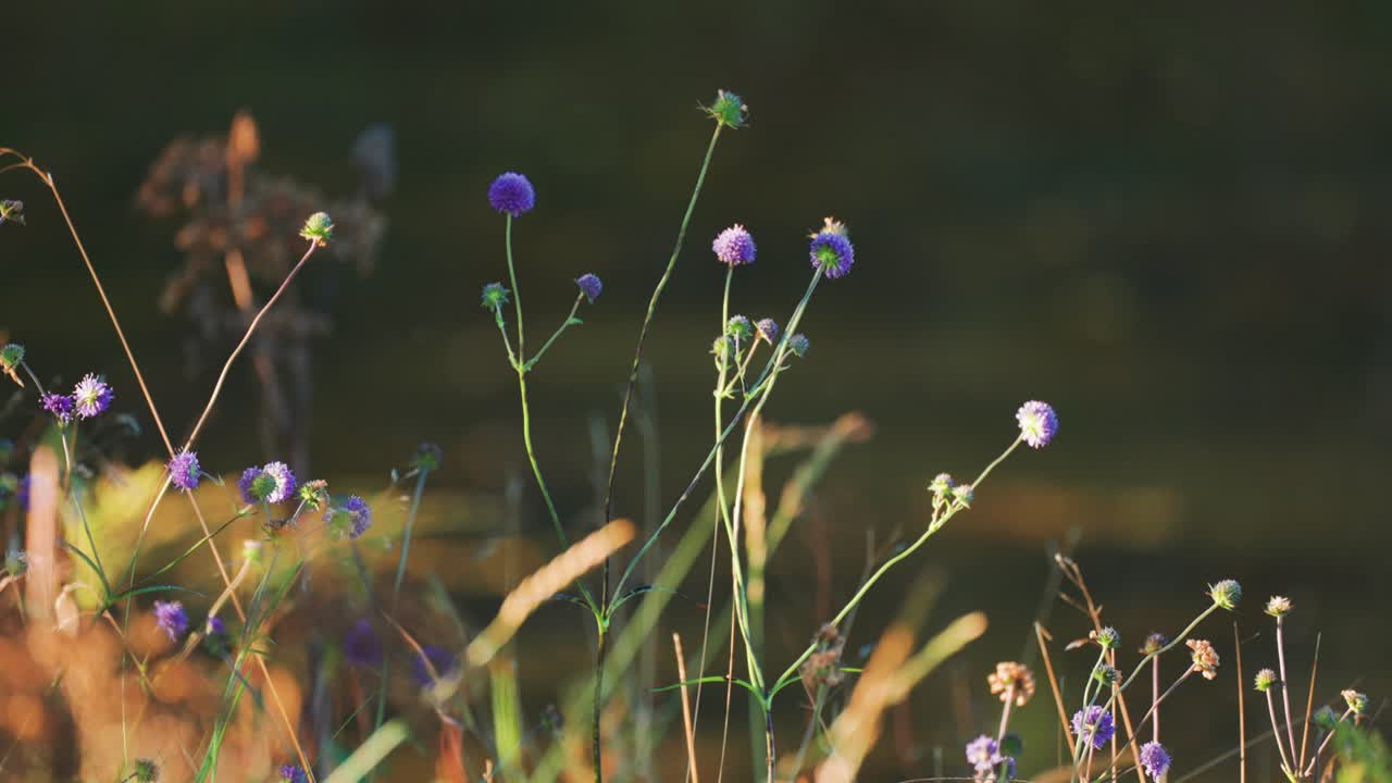 A close-up shot of blue globe thistle flowers on the blurry background. Slow-motion, pan left. High-quality 4k footage