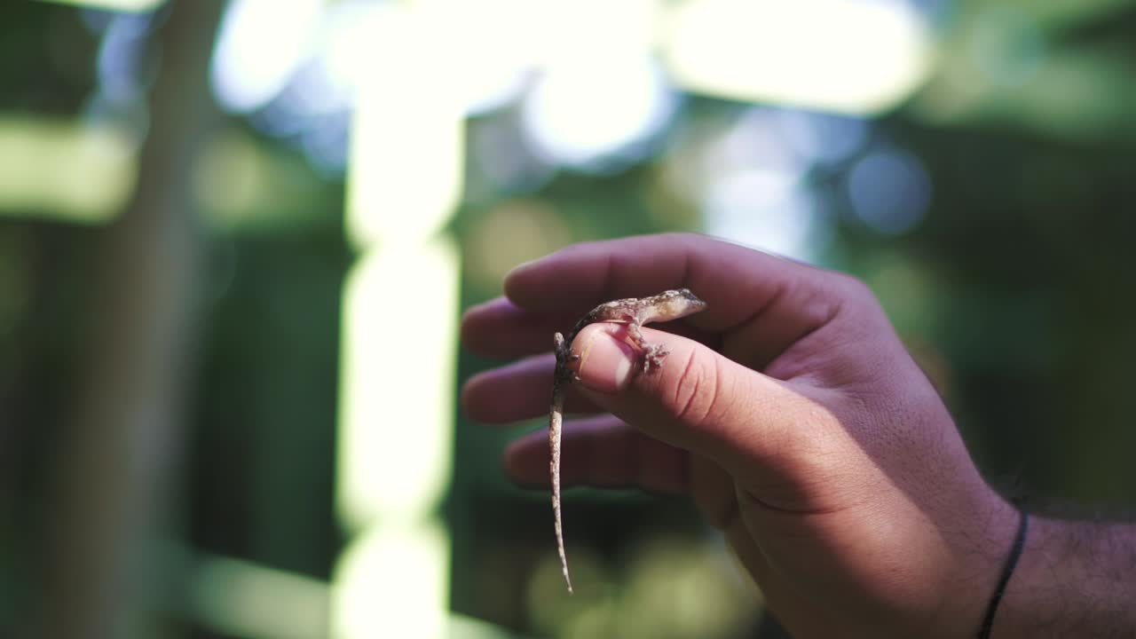 pequeño lagarto descansa en una mano en un bosque pacífico, creando una interacción suave entre la vida silvestre y el humano
