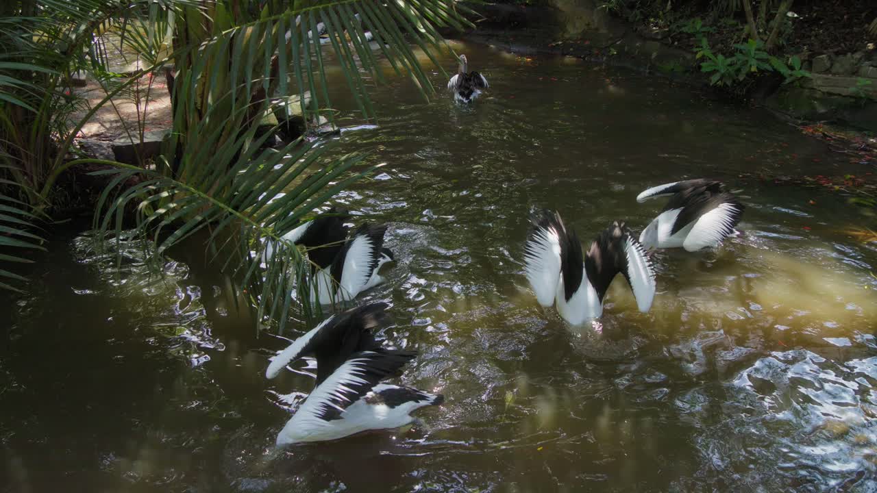 Uno stormo di pellicani australiani radunati in uno stagno