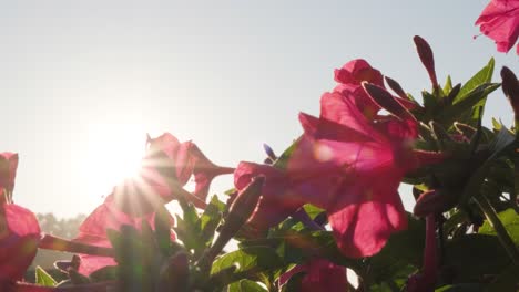 Flores-De-Azalea-Rosa-Floreciente-Luz-Solar-Retroiluminada-En-Una-Mañana-Soleada