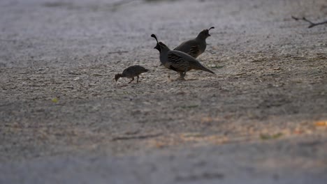 Las-Codornices-Y-Los-Padres-Arañan-El-Suelo-Buscando-Comida-En-El-Desierto-Al-Atardecer