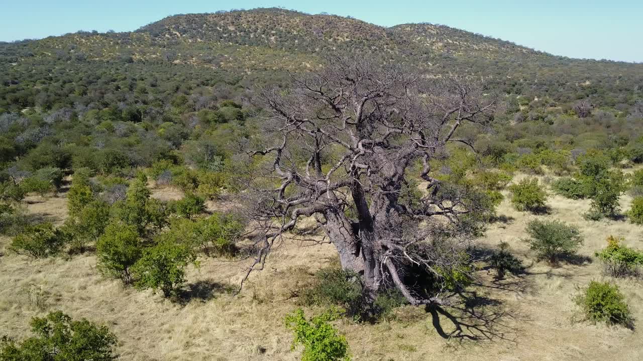 árbol de baobab en el bosque verde tierra con colinas en áfrica, tiro giratorio aéreo