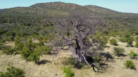 Baobab-Baum-Im-Grünen-Buschland-Mit-Hügeln-In-Afrika,-Luftaufnahme