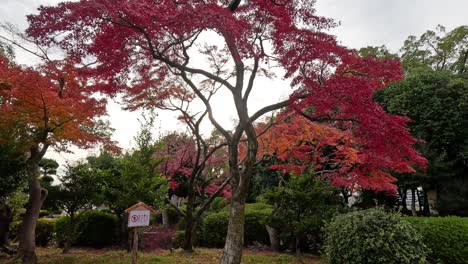 vibrant fall foliage in a peaceful garden setting