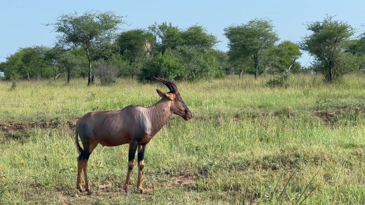 Serengeti Topi (Damaliscus lunatus jimela) står og græsser på de åbne græssletter i Serengeti Nationalpark, Tanzania